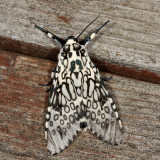 Hodges#8146 * Giant Leopard Moth * Hypercompe scribonia