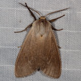 Hodges#8238 * Milkweed Tussock Moth * Euchaetes egle