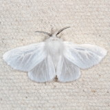 Hodges#8133 * Pink-legged Tiger Moth * Spilosoma latipenni