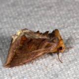 Hodges#8898 * Unspotted Looper * Allagrapha aerea