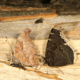 Question Mark & Mourning Cloak
