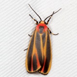 Hodges#8090 * Painted Lichen Moth * Hypoprepia fucosa