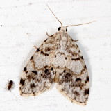 Hodges#8098 * Little White Lichen Moth * Clemensia albata