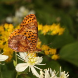 Meadow Fritillary