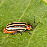 Disonycha uniguttata