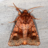 Noctuidae - Hadeninae through Heliothinae Moths : 10218 - 11233