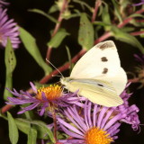 Cabbage White ♀