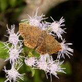 Red-bordered Metalmark ♀