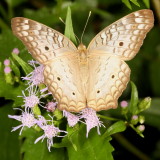 White Peacock