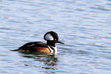 Hooded Merganser ♂