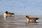 Greater White-fronted Goose