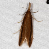 Hodges#5316 (T) - Donacaula melinellus