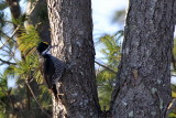 Black-backed Woodpecker