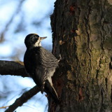 Black-backed Woodpecker