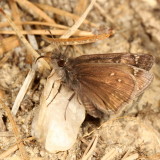 Juvenals Duskywing