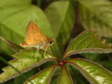 Indian Skipper