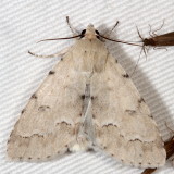 Hodges#9207 * Unmarked Dagger * Acronicta innotata