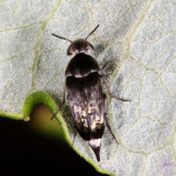 Mordella marginata