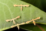 Hodges#6091 * Grape Plume Moth * Geina periscelidactylus (T)