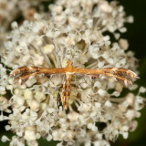 Hodges#6091 * Grape Plume Moth * Geina periscelidactylus (T)