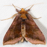 Hodges#8898 * Unspotted Looper * Allagrapha aerea