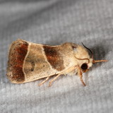 Hodges#9815 * American Dun-bar Moth * Cosmia calami