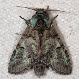 Hodges#7975 * Mottled Prominent * Macrurocampa marthesia