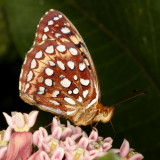 Aphrodite Fritillary