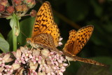 Atlantis Fritillary