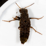 Ontholestes cingulatus * Gold-and-brown Rove Beetle