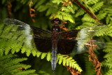 Widow Skimmer ♂