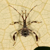 Acanthocephala terminalis * 2nd instar