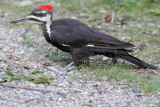 Pileated Woodpecker ♀