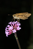 Ocola Skipper