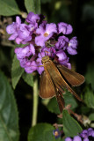 Ocola Skipper