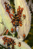 Large Milkweed Bug & nymphs