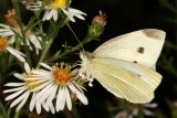 Cabbage White