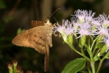 Brown Longtail ♀