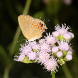 Dusky-blue Groundstreak