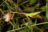 Texas Unicorn Mantis 