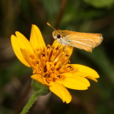 Southern Skipperling