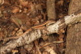 Rosebelly Lizard