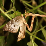 Texas Unicorn Mantis