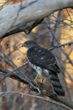 Coopers Hawk