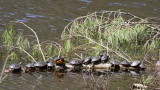 Eastern Painted Turtles