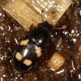 Glischrochilus quadrisignatus