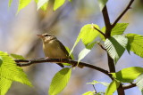 Worm-eating Warbler