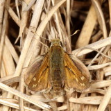 Cobweb Skipper