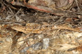 Western Side-blotched Lizard