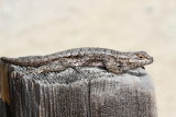 Coast Range Fence Lizard